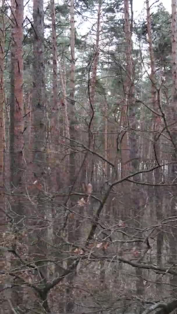 Vertikal video av träd i tallskog, slow motion — Stockvideo