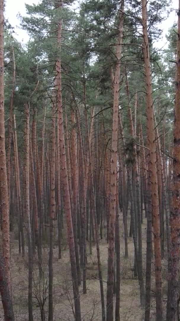 Vertikální video stromů v borovém lese, zpomalený pohyb — Stock video