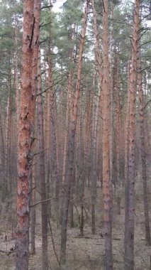 Güzel orman manzarasının dikey videosu