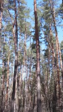 Güzel orman manzarasının dikey videosu