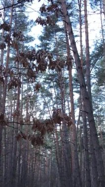 Güzel orman manzarasının dikey videosu