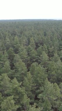 Güzel orman manzarasının dikey videosu