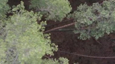 Güzel orman manzarasının dikey videosu