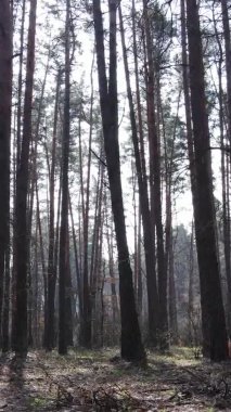 Güzel orman manzarasının dikey videosu