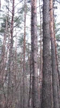 Güzel orman manzarasının dikey videosu