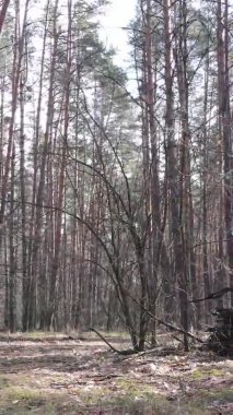 Güzel orman manzarasının dikey videosu