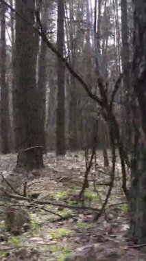 Güzel orman manzarasının dikey videosu