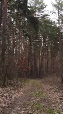 Güzel orman manzarasının dikey videosu