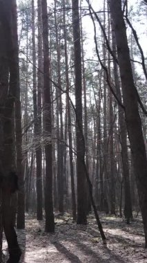 Güzel orman manzarasının dikey videosu