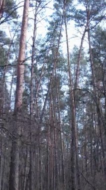 Güzel orman manzarasının dikey videosu