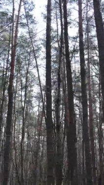 Güzel orman manzarasının dikey videosu