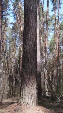 Güzel orman manzarasının dikey videosu