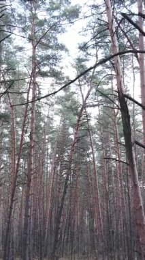 Güzel orman manzarasının dikey videosu