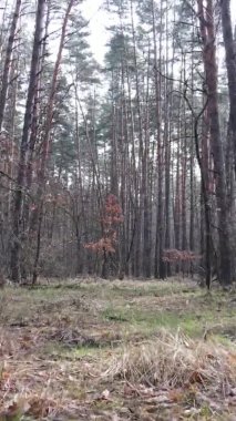 Güzel orman manzarasının dikey videosu