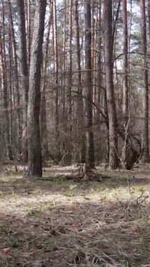 Güzel orman manzarasının dikey videosu