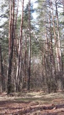 Güzel orman manzarasının dikey videosu