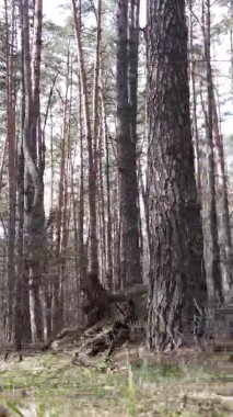 Güzel orman manzarasının dikey videosu