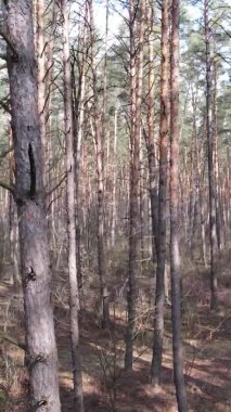 Güzel orman manzarasının dikey videosu