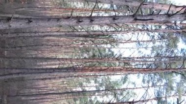 Güzel orman manzarasının dikey videosu