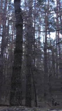 Güzel orman manzarasının dikey videosu