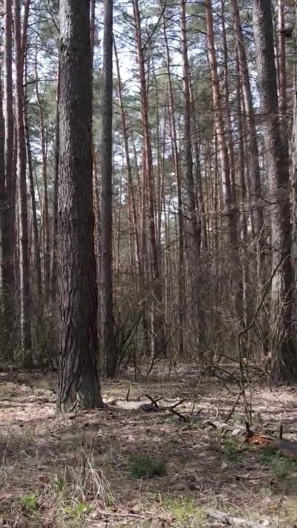 Vidéo verticale de beau paysage forestier