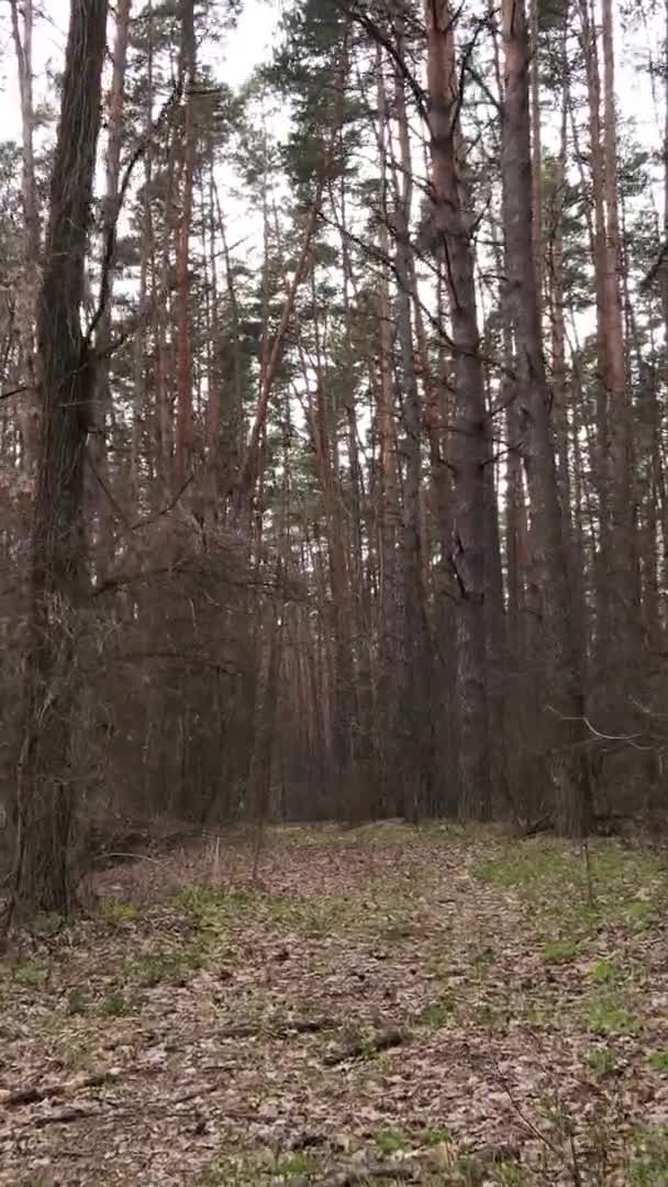 Vidéo verticale de beau paysage forestier