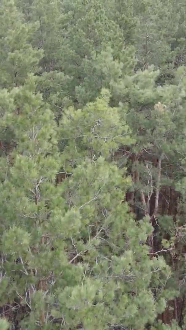 วิดีโอแนวตั้งของภูมิทัศน์ป่าที่สวยงาม — วีดีโอสต็อก