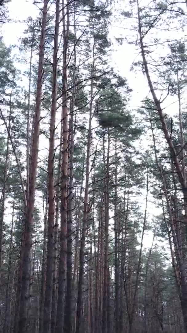 Vidéo verticale de beau paysage forestier — Video