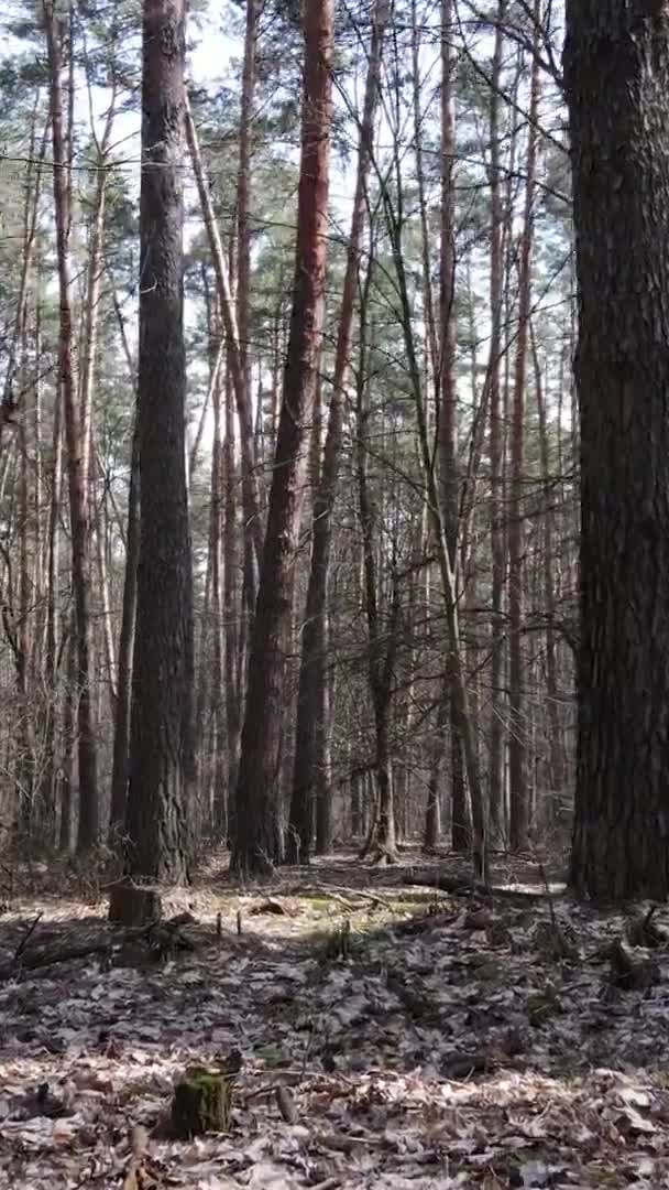 Vidéo verticale de beau paysage forestier — Video