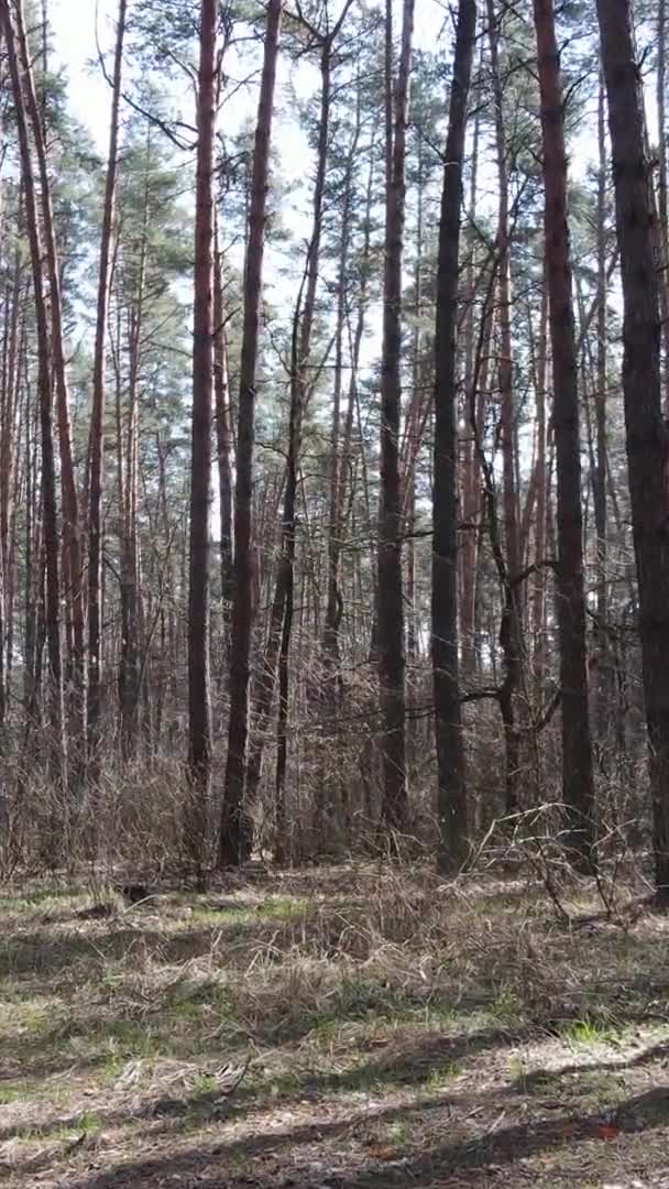 Vidéo verticale de beau paysage forestier