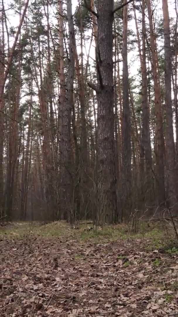 Verticale video van prachtig boslandschap — Stockvideo