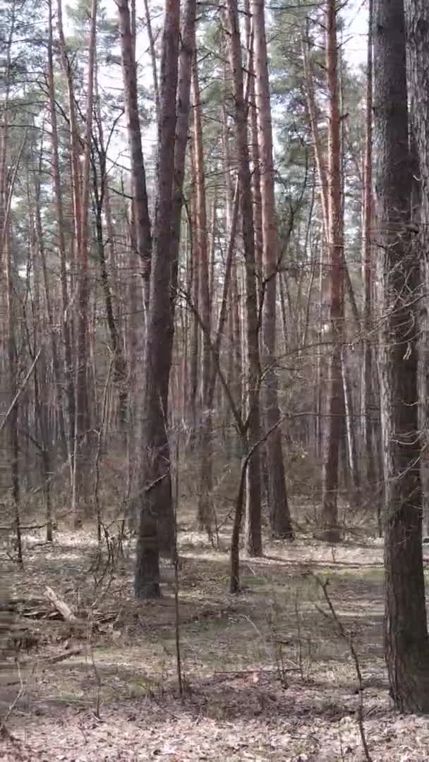 Вертикальное видео красивого лесного пейзажа — стоковое видео