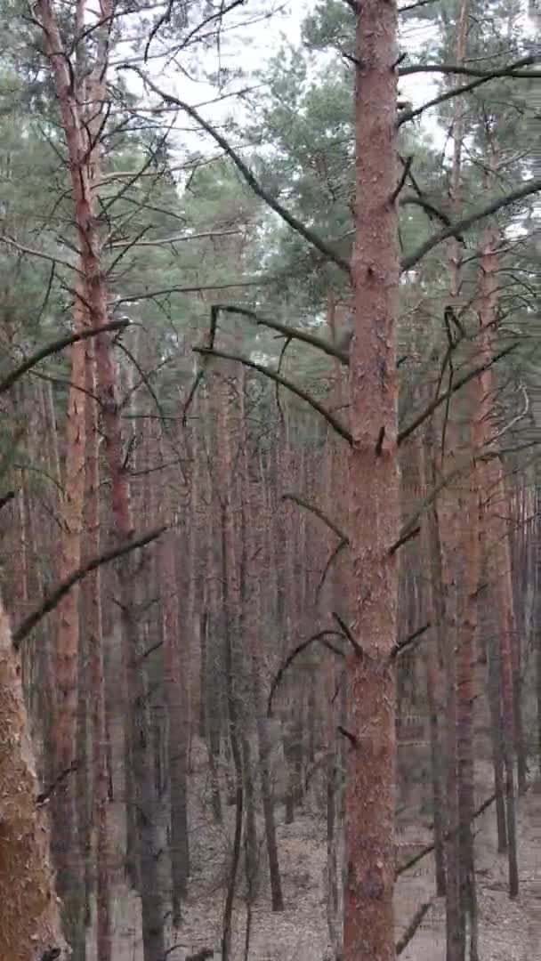 Vidéo verticale de beau paysage forestier — Video