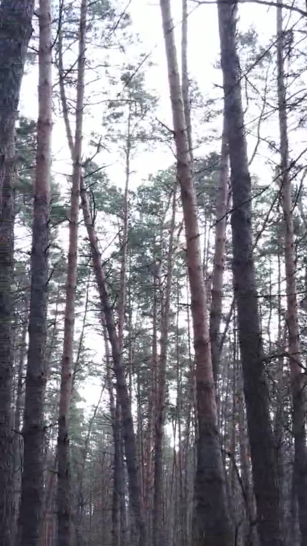 Vertikales Video von schöner Waldlandschaft — Stockvideo