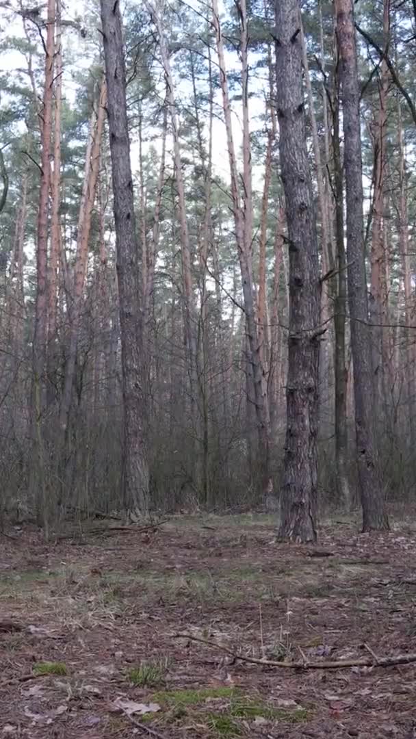 Vídeo vertical de hermoso paisaje forestal — Vídeo de stock