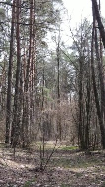 Güzel orman manzarasının dikey videosu