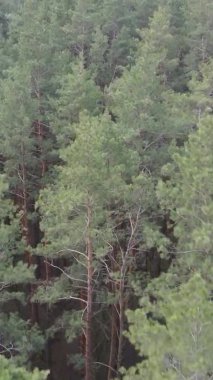 Güzel orman manzarasının dikey videosu