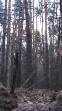 Güzel orman manzarasının dikey videosu