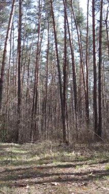 Güzel orman manzarasının dikey videosu