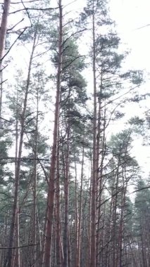 Güzel orman manzarasının dikey videosu