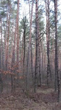 Güzel orman manzarasının dikey videosu