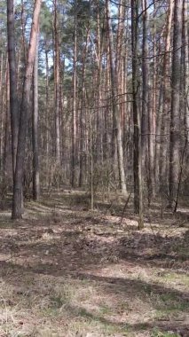 Güzel orman manzarasının dikey videosu