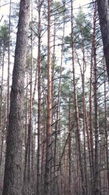 Güzel orman manzarasının dikey videosu