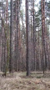 Güzel orman manzarasının dikey videosu