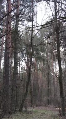 Güzel orman manzarasının dikey videosu