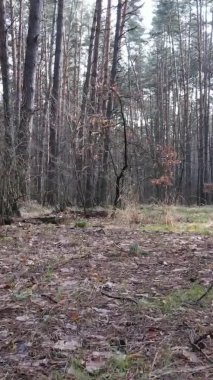 Güzel orman manzarasının dikey videosu