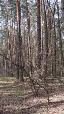 Güzel orman manzarasının dikey videosu