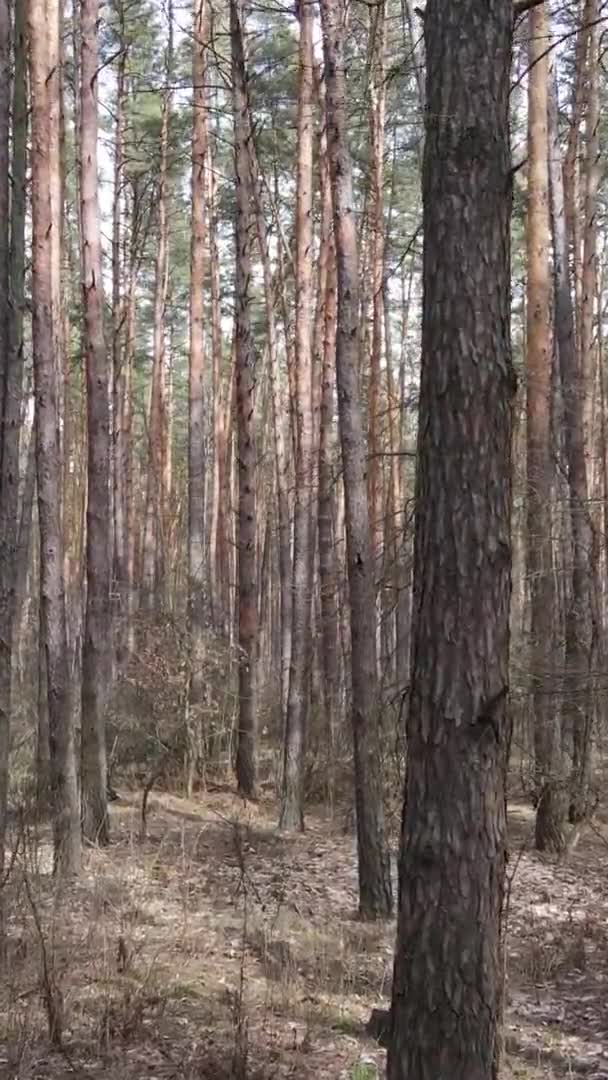 Вертикальне відео красивого лісового пейзажу — стокове відео