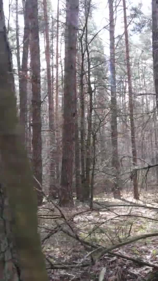 Vidéo verticale de beau paysage forestier — Video