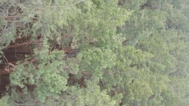 Vidéo verticale de beau paysage forestier — Video